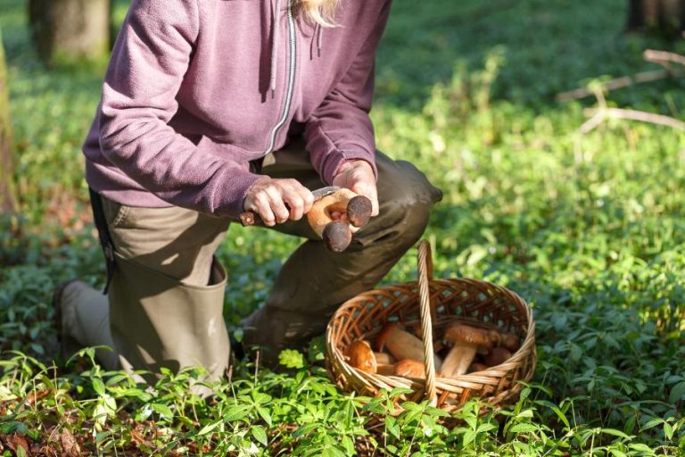 Participants en forêt d’Auvergne, paniers à la main, observant le sol à la recherche de champignons