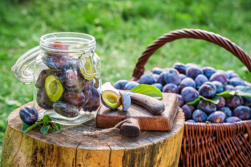 Des prunes marinées dans le jardin